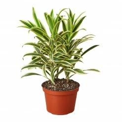 House Plant Dropship Song Of India