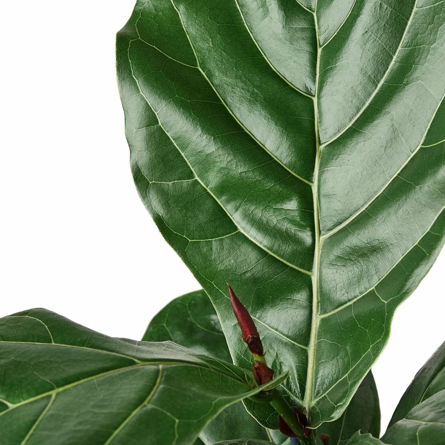 House Plant Dropship Fiddle Leaf Fig 4 House Plant Dropship Fiddle Leaf Fig