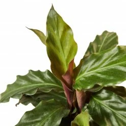 House Plant Dropship Calathea Rufibarba