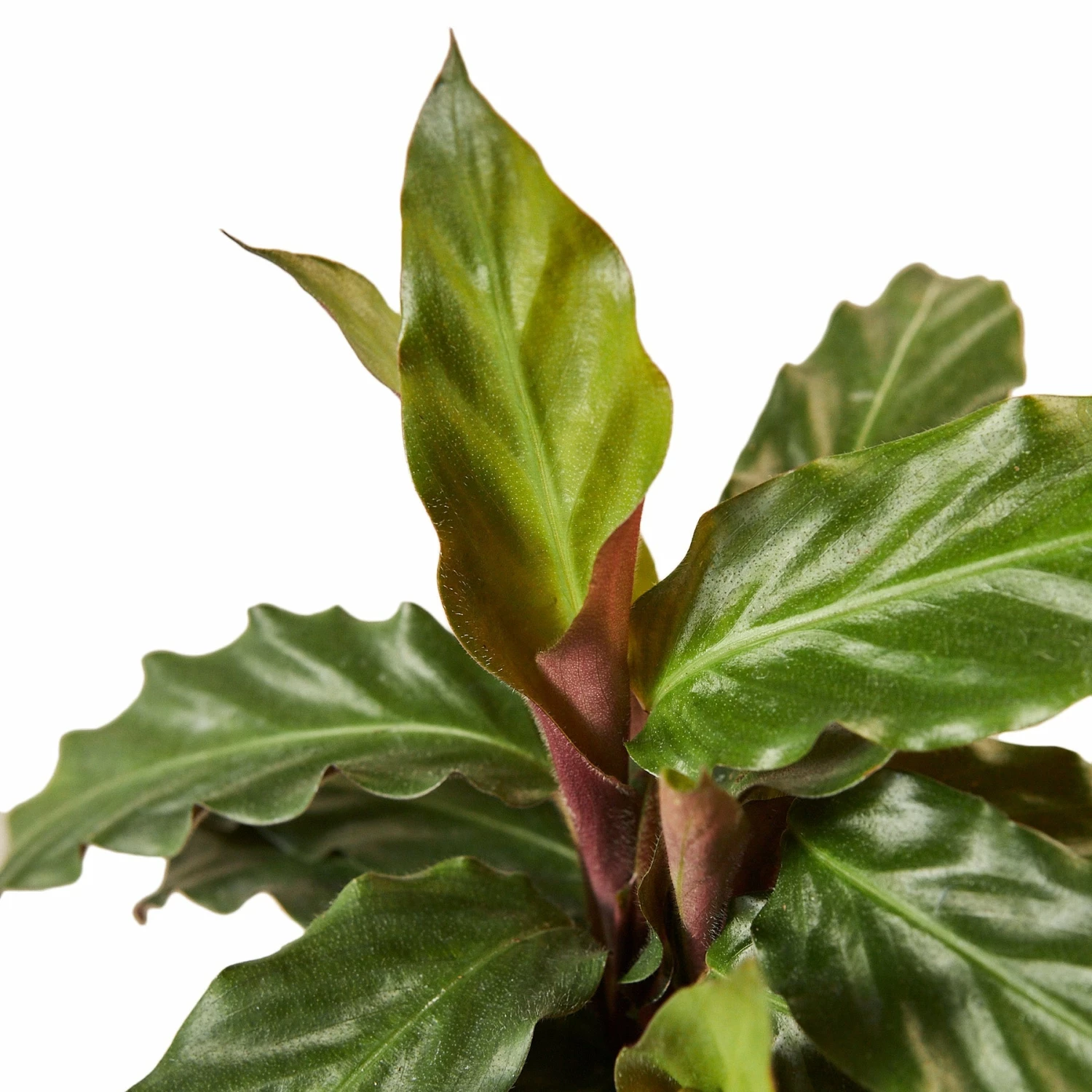 House Plant Dropship Calathea Rufibarba 4 House Plant Dropship Calathea Rufibarba