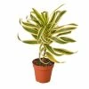 House Plant Dropship Song Of India