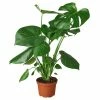House Plant Dropship Philodendron Monstera Split-Leaf 1 House Plant Dropship Philodendron Monstera Split-Leaf