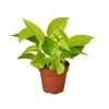 House Plant Dropship New Pothos 'Neon'