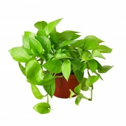 House Plant Dropship New Pothos 'Neon'