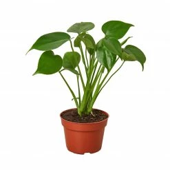 House Plant Dropship Philodendron Monstera Split-Leaf
