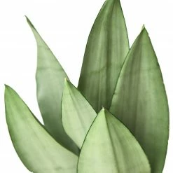 House Plant Dropship Snake Plant Moonshine Live Plants