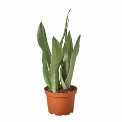 House Plant Dropship Snake Plant Moonshine Live Plants