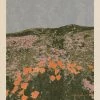 New California Poppies Art Print By Chloe Purpero Johnson 2 New California Poppies Art Print By Chloe Purpero Johnson