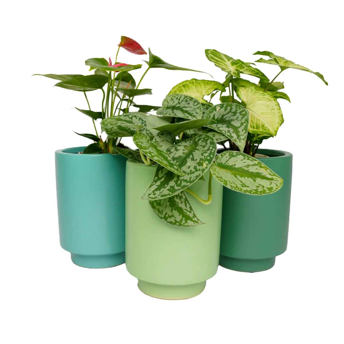 Jungalow® Kiwi Green Kaya Pot By Justina Blakeney™ Planters 4 Jungalow® Kiwi Green Kaya Pot By Justina Blakeney™ Planters