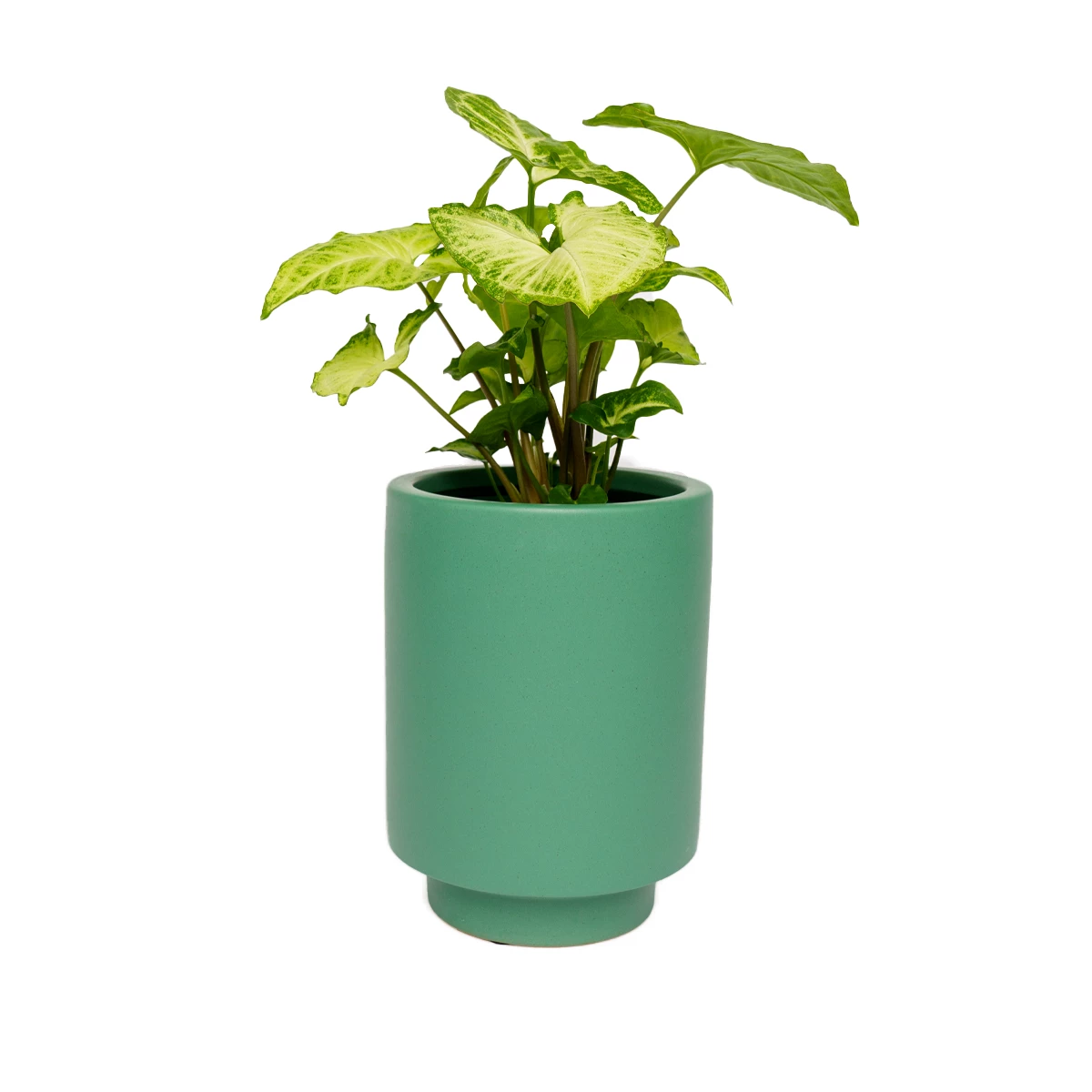 Jungalow® Planters Kelly Green Kaya Pot By Justina Blakeney™ 3 Jungalow® Planters Kelly Green Kaya Pot By Justina Blakeney™