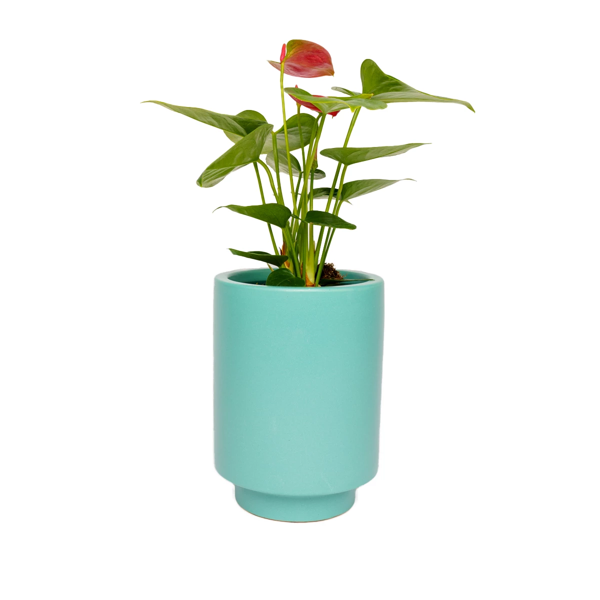 Jungalow® Carribean Green Kaya Pot By Justina Blakeney™ 3 Jungalow® Carribean Green Kaya Pot By Justina Blakeney™