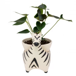 Jungalow® Zebra Savannah Garden Pot By Justina Blakeney™