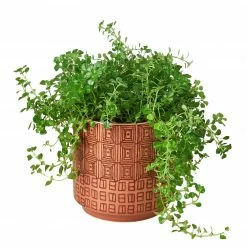 House Plant Dropship Diamond Planter
