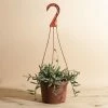 Home Botanicals Fish Hook Hanging Plant