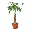 House Plant Dropship Live Plants Money Tree