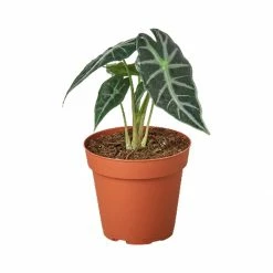 House Plant Dropship Live Plants Alocasia Amazonica