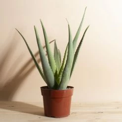Home Botanicals Aloe Vera Live Plants