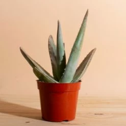 Home Botanicals Aloe Vera Live Plants