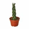 House Plant Dropship Snake Plant Braided Live Plants