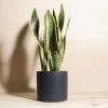 Home Botanicals Snake Plant + Ceramic Black Planter Live Plants
