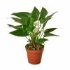 House Plant Dropship Anthurium 'White'