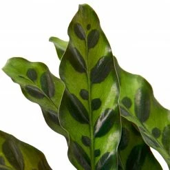House Plant Dropship Calathea Rattlesnake New