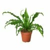 House Plant Dropship Bird’s Nest Fern