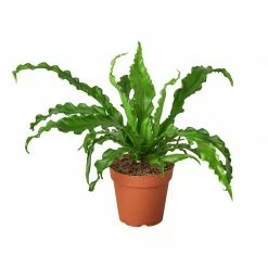 House Plant Dropship Bird’s Nest Fern