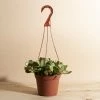 Home Botanicals Trailing Jade Hanging Plant
