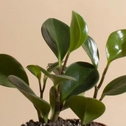 Home Botanicals Peperomia Rubber Live Plants