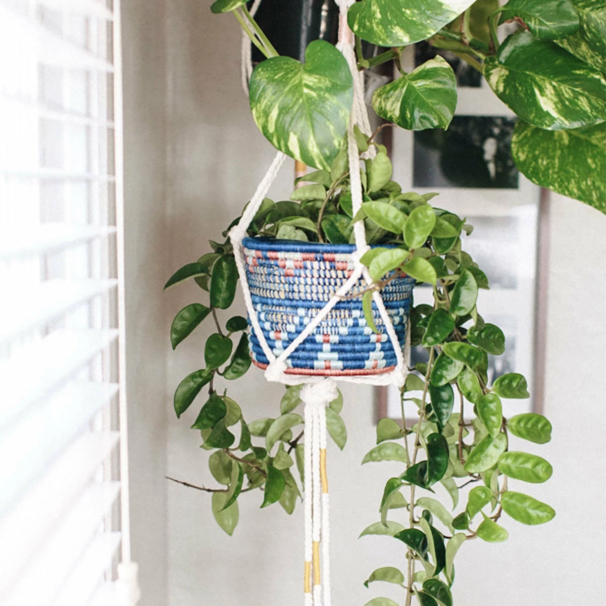 AAA Blue Night Planter 3 AAA Blue Night Planter