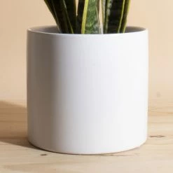 Home Botanicals Live Plants Snake Plant + Ceramic White Planter