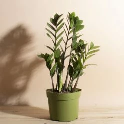 Home Botanicals Live Plants ZZ Plant